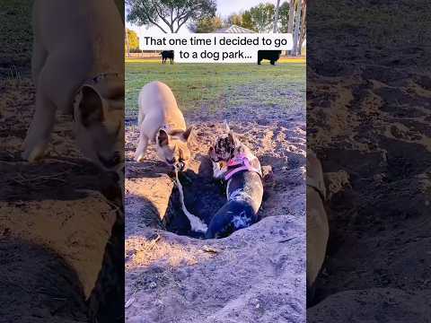🤣🤣 #doggielife #funnydog #funnyvideo #funny #foryou #shorts #doglover