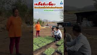 เคล็ดลับเด็ด! ป้องกันเพลี้ยไฟในต้นกล้าแตงโมnด้วยชีวภัณฑ์เมตาไลต์