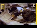 Dung Beetle Facts and Importance