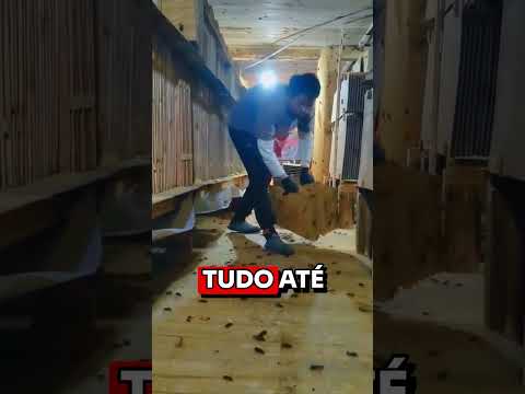CAIXA DE BARATAS!