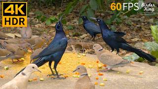 Cat TV for Cats to Watch 😺🐦‍⬛ The Regal Black Birds and Elegant Doves 🐦 Cat Games No Squirrels