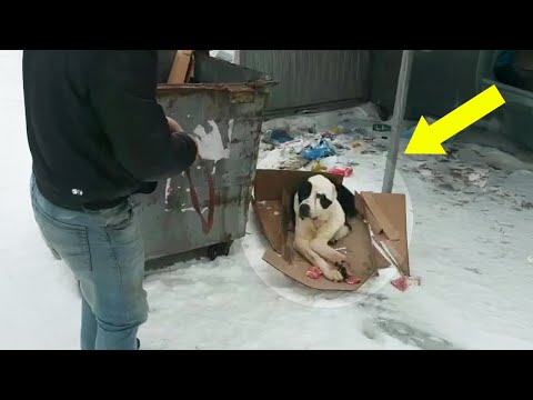 Cancer Dog Shaking With Necrotic Paw, He Refuses To Believe His Owner Abandoned Him