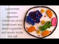 Exploring Cell Organelles and Their Functions