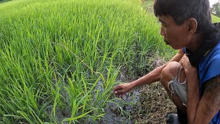 ปักเบ็ดข้าวเขียวครั้งแรกของปี !! ใส่เบ็ดปลาในนาข้าว ด้วยเหยื่อใส้เดือน