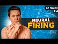 Neurotransmitter Functions and Processes