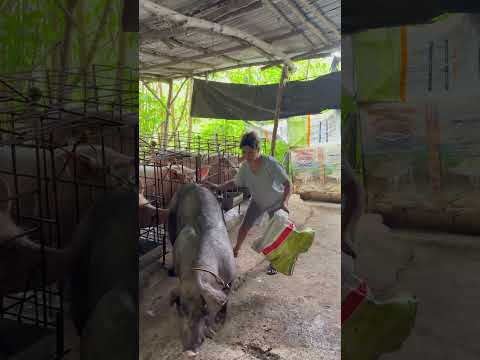 mag isang nagbalik sa cage. #pigging #animals #pig #pigfarming #farming #