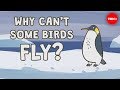 Flightless Birds Adaptations and Threats