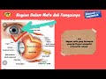 Understanding the Human Eye