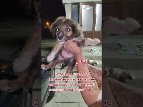 этот малыш кроме издевательство не чего не видел сможет ли он снова доверять человеку