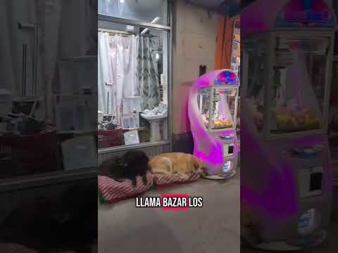 Camitas para todos los perritos!  #universoincreible #reporteros #puppy #perros #cats