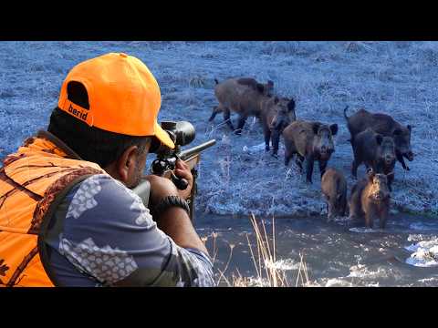 EXCITING BOAR CHASE: Unbelievable Shots, TOP HUNTING Scenes, AMAZING DOGS!