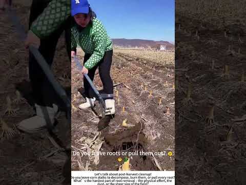 Clearing Corn Stubble by Hand โ Preparing the Field for Next Season ๐ฝ๐งโ๐พ