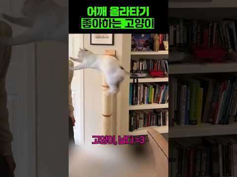 어깨를 좋아하는 고양이