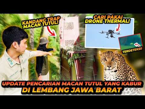 INI PENYEBAB MACAN TUTUL LEPAS DI LEMBANG ZOO ! TERTANGKAP DI KAMERA TERMAL ! INI KONDISI SEKARANG !