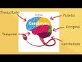 Exploring the Lobes of the Human Brain
