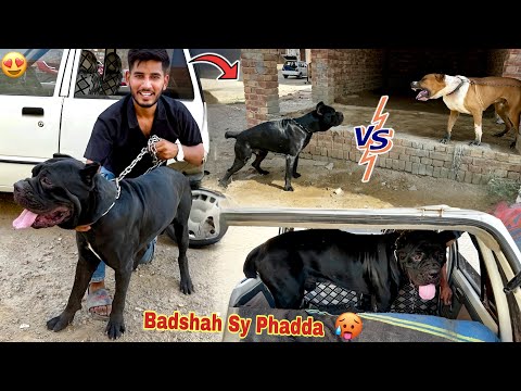 Finally Pet House Mian Italian Cane Corso Dog Aa Gya๐