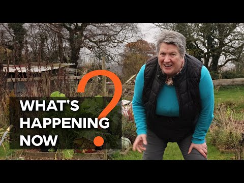 Why does everyone do this? | Autumn garden | Fall gardening