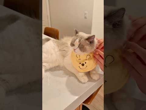 lickmat dinner for my ragdoll cat 😚🎧 ASMR #ragdollcat #catfeeding #asmr #asmrsounds #catfood #cats