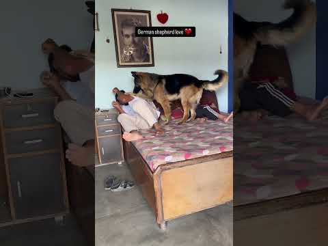 German Shepherd Dog Gets Angry to Protect Kids | Child Safety Dog | German Shepherd Power #dog