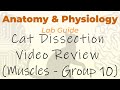 Muscle Functions and Anatomy