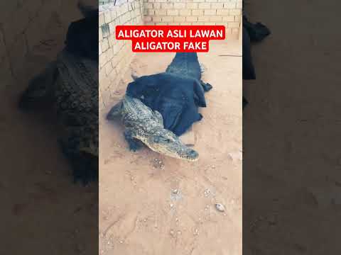 Bagaimana jadinya kalo aligator aslinya ngamuk #shortvideo #trending #fypシ゚viral #shorts