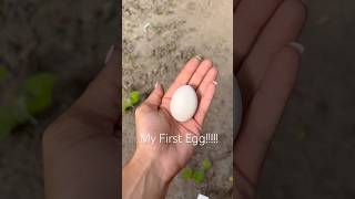 My First Egg!!! #chicken #egg #foryourpage