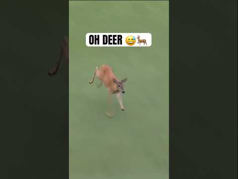 Drive for show, putt for doe 😅🦌 #golf #LIVGolf