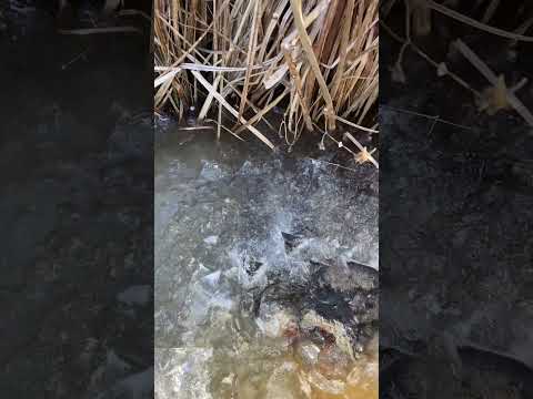 Ось це трофей,жаль що тільки за хвоста потримали))
