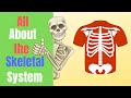 Skeletal System Concepts and Functions