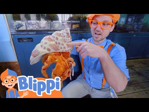 Blippi's Ocean Friends + More | Blippi Educational Videos For Kids | Animal Cartoons for Kids