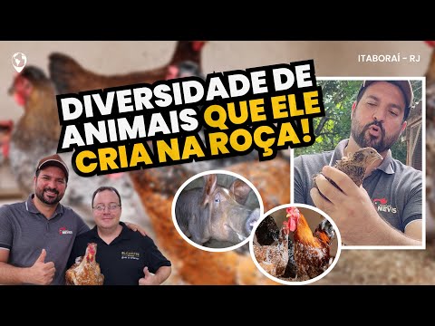 Vendedor de Café e CRIADOR DE GALINHAS: como ele CRIA DIVERSOS ANIMAIS com MANEJO TRADICIONAL