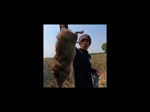 ล่าหนูพุกตอนกลางวัน ขุดหนูพุกใหญ่ไซด์แมว