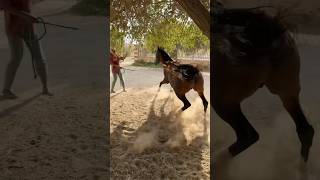 المهر الهويدي🔥