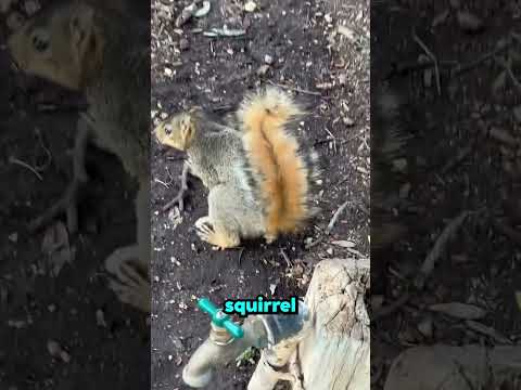 she helped a squirrel drink water