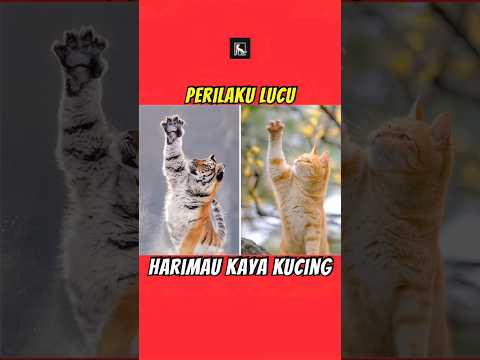 Harimau Lucu🐯 #kucinglucu #shorts