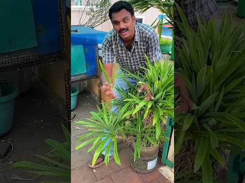 மாடி தோட்டத்தில்  ஏலக்காய், புதினா, ரம்பை இலை,  தேயிலை வளர்கிறது. 🪻🪻