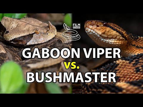 Gaboon viper vs bushmaster - Battle of the deadly snakes