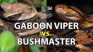 Gaboon viper vs bushmaster - Battle of the deadly snakes