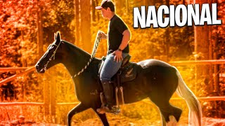 PREPARANDO Minha ÉGUA para NACIONAL do CAVALO MANGALARGA MARCHADOR