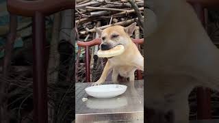 dog eating food #funny #pets