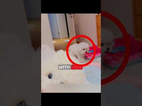 ๐ฃ๏ธDog๐คซ Say Cute little baby ๐ฅถ #shorts