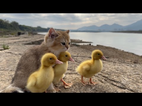 The kitten takes three ducklings on an outdoor trip!  happy duck??