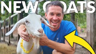 We Got NEW GOATS!?