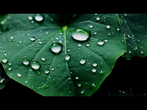 Beautiful Nature Relaxation Music | Relaxing Piano for Stress Relief, Sleep, Meditation &#127808;