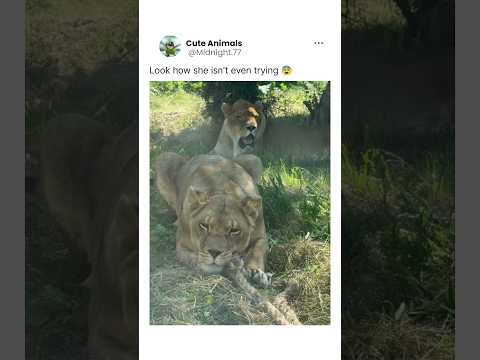 Baddie 💅✨#lion #lioness#lions #animallife #wildlife #wildliferescue #nature #animals #pride