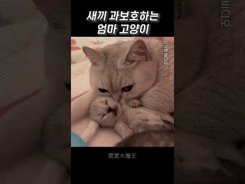 새끼 과보호하는 엄마 고양이
