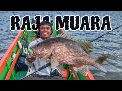 memang pantas ikan ini di sebut RAJA MUARA ‼ lutut saya sampai di buat gemetar karena tarikannya