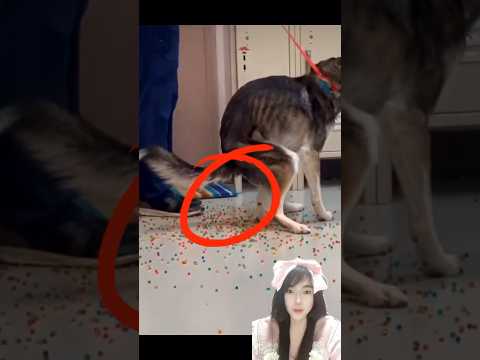 น้องหมาที่ทุกข์ทรมานเพราะเจ้าของ 😭น้องขรี้มาเป็น..สิ่งนี้..#shorts