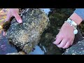 Tide Pool Exploration Safety and Knowledge
