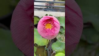 Karna 🥰 The beautiful lotus ❤️#shortvideo #gardening #lotus #shorts